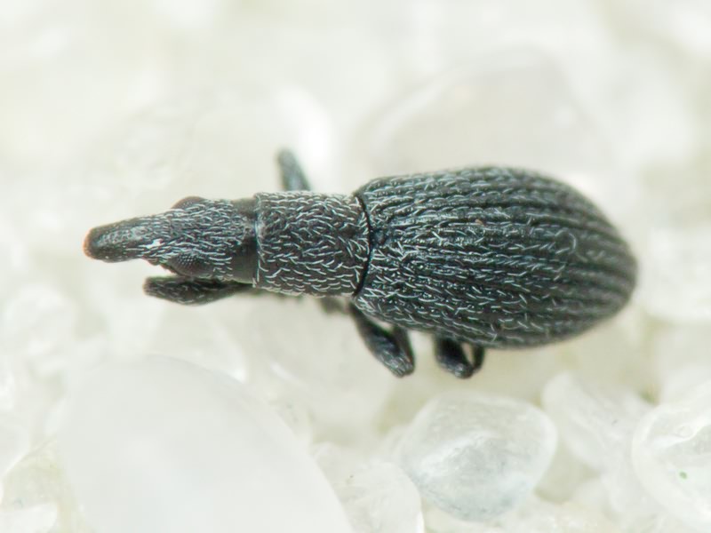 Pseudostenapion simum (Germar, 1817)